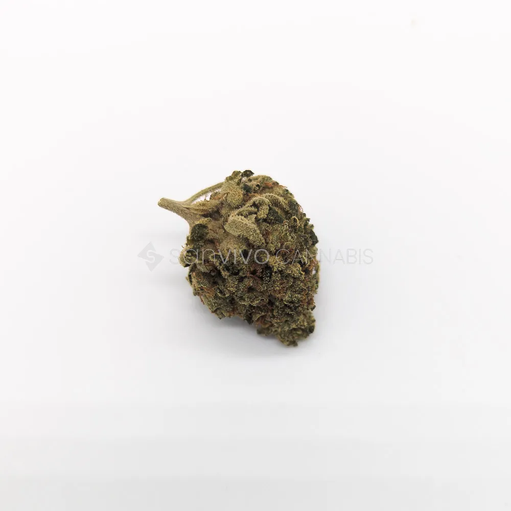 CM 24/1 OGKushOG Kush 