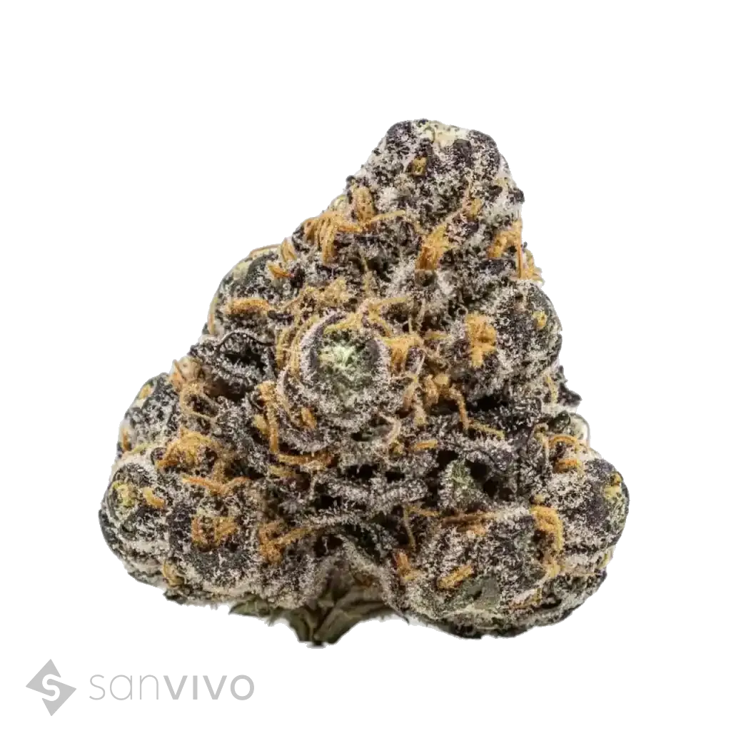 Bathera 25/1 - Velvet Glove