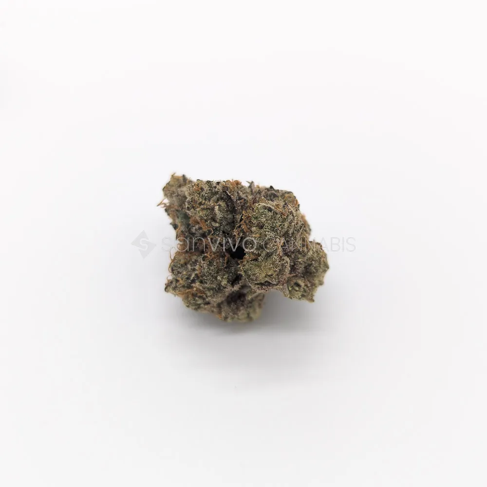 Botanics Tonic Fuel 22/1Gary Payton 