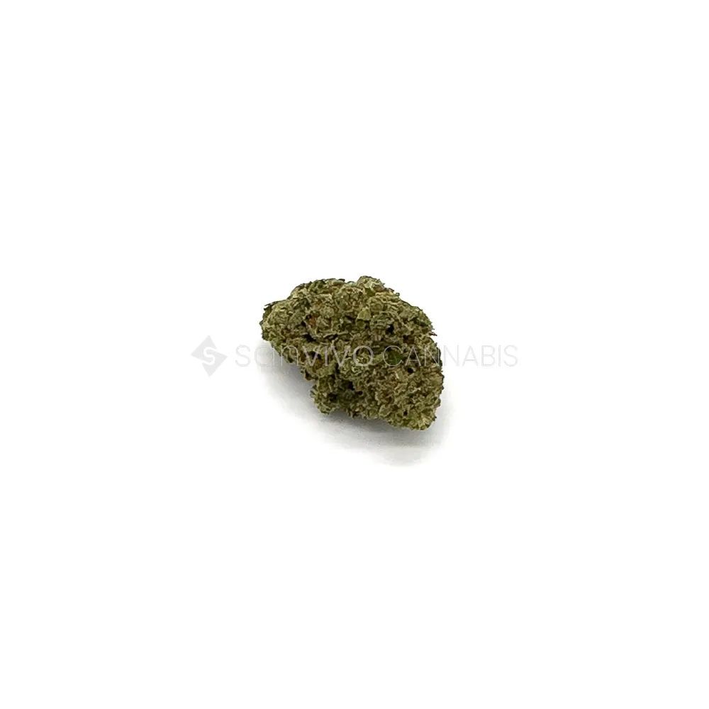 Madrecan 24/1 - SKYSKYW4LK3R