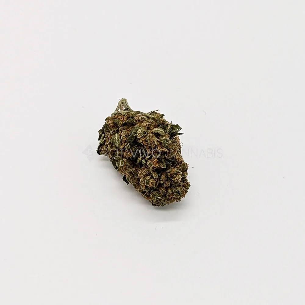 Remexian 16/1 White Widow