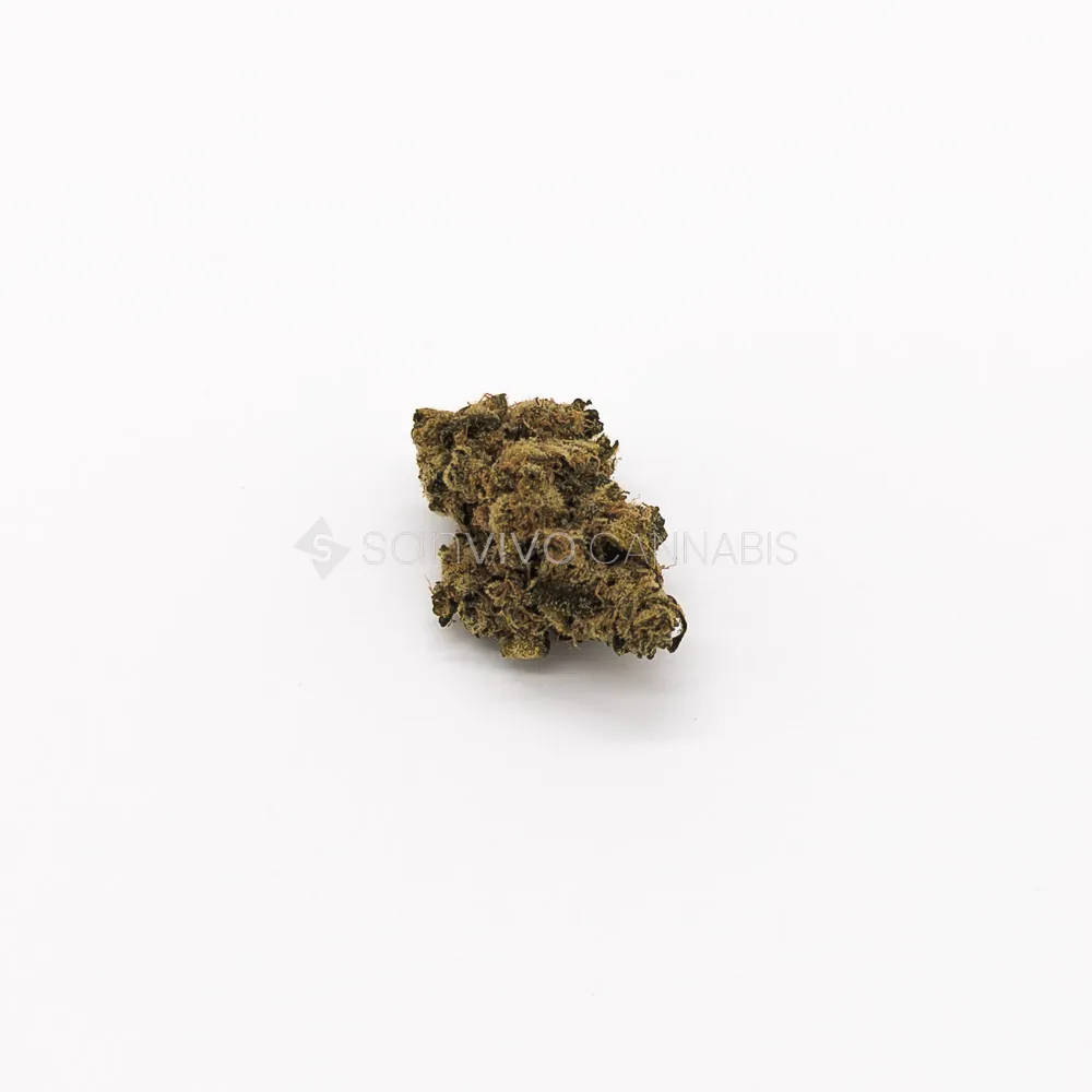 Remexian 27/1 OKCOrange Kush Cake 