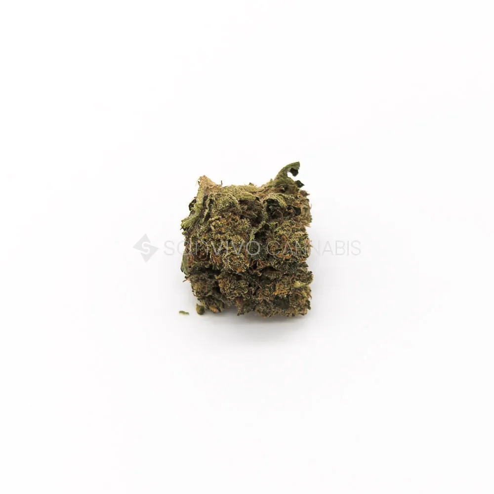 Beacon PK T24Pink Kush 