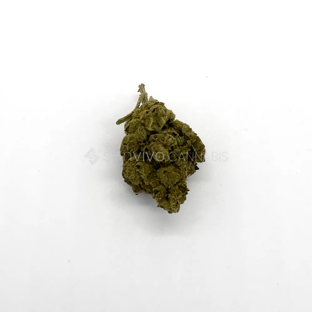 CM Indica Light URY - DBFDawg Bud Fusion 