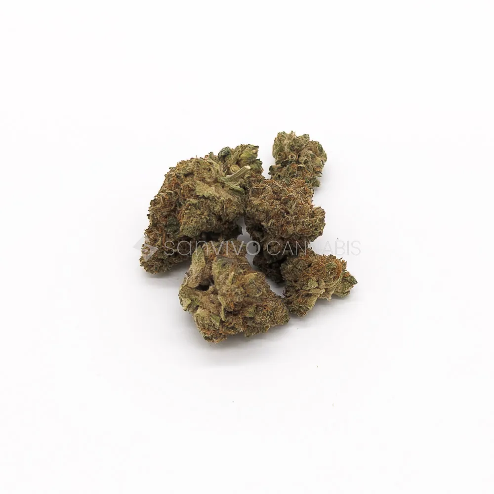 CM Sativa Forte VEVenomZ Eve