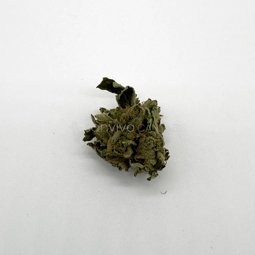 Navcora THC 18 (H)Headband 