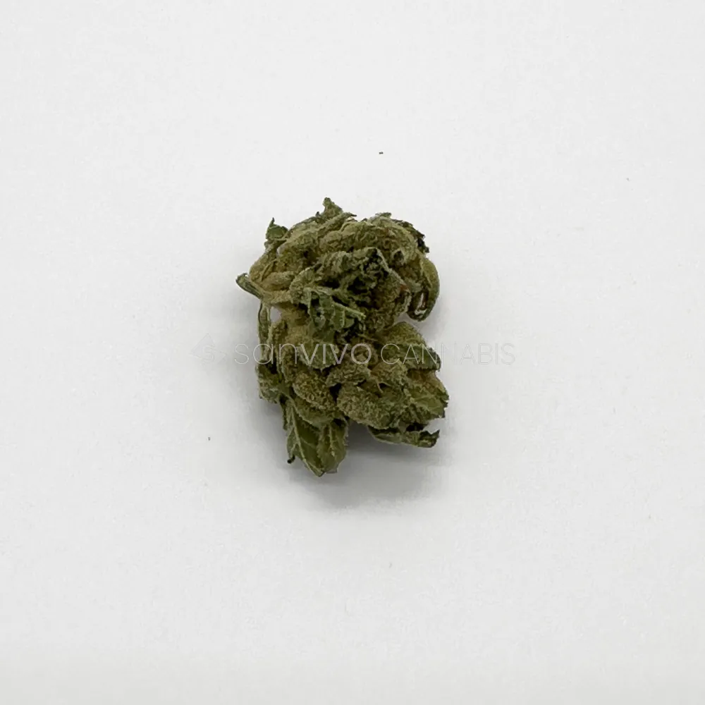 Navcora THC 18 (M)Mango 