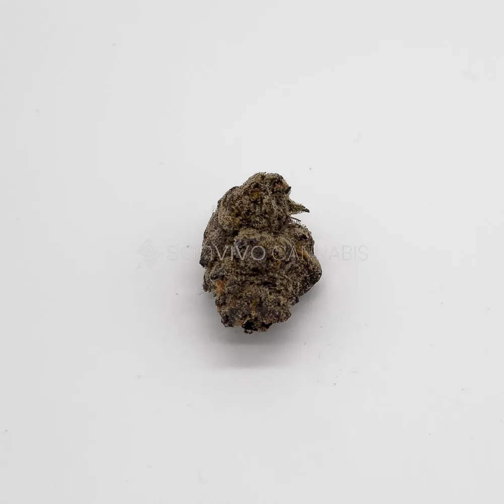 Vasco PRPave Runtz