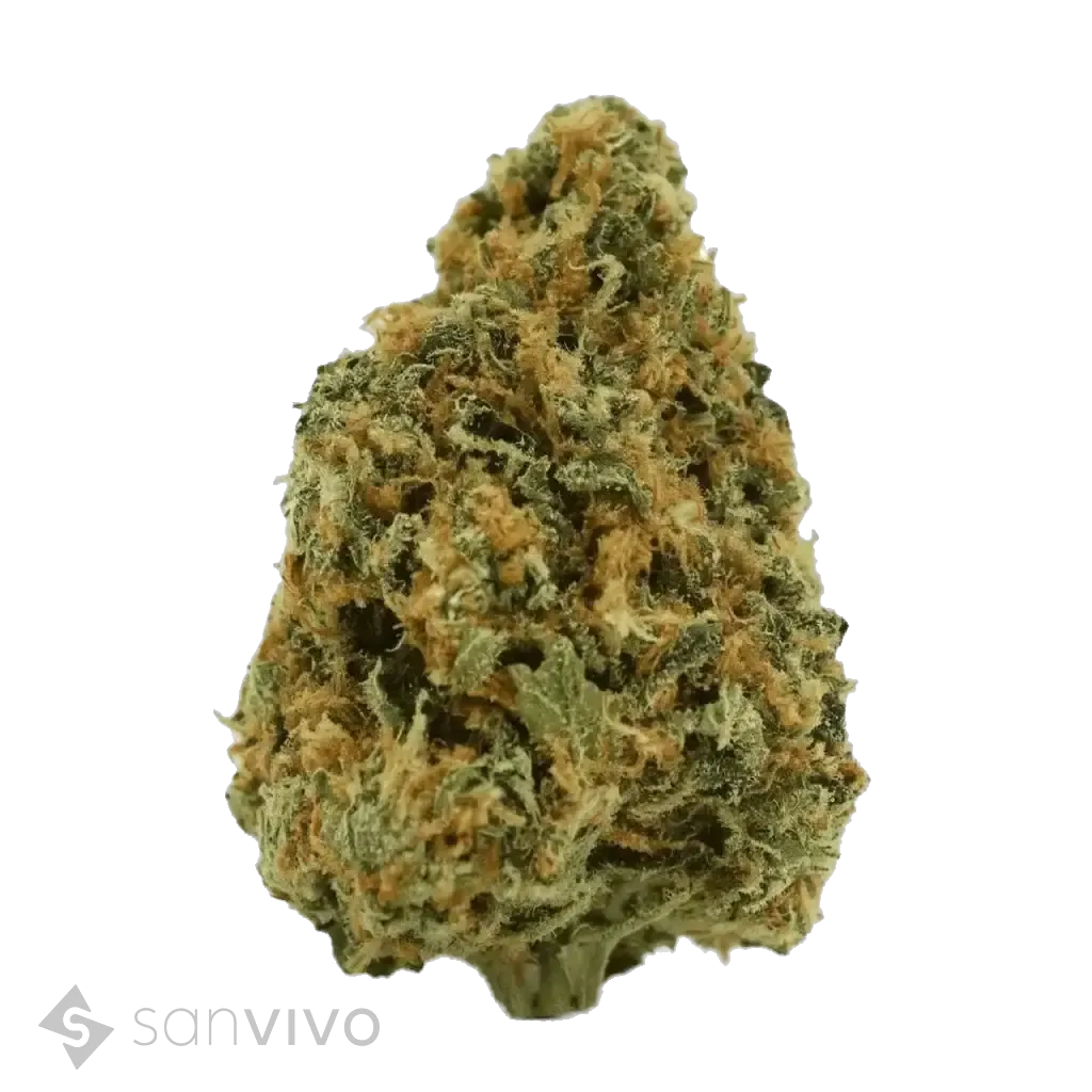 Critical Kush strain