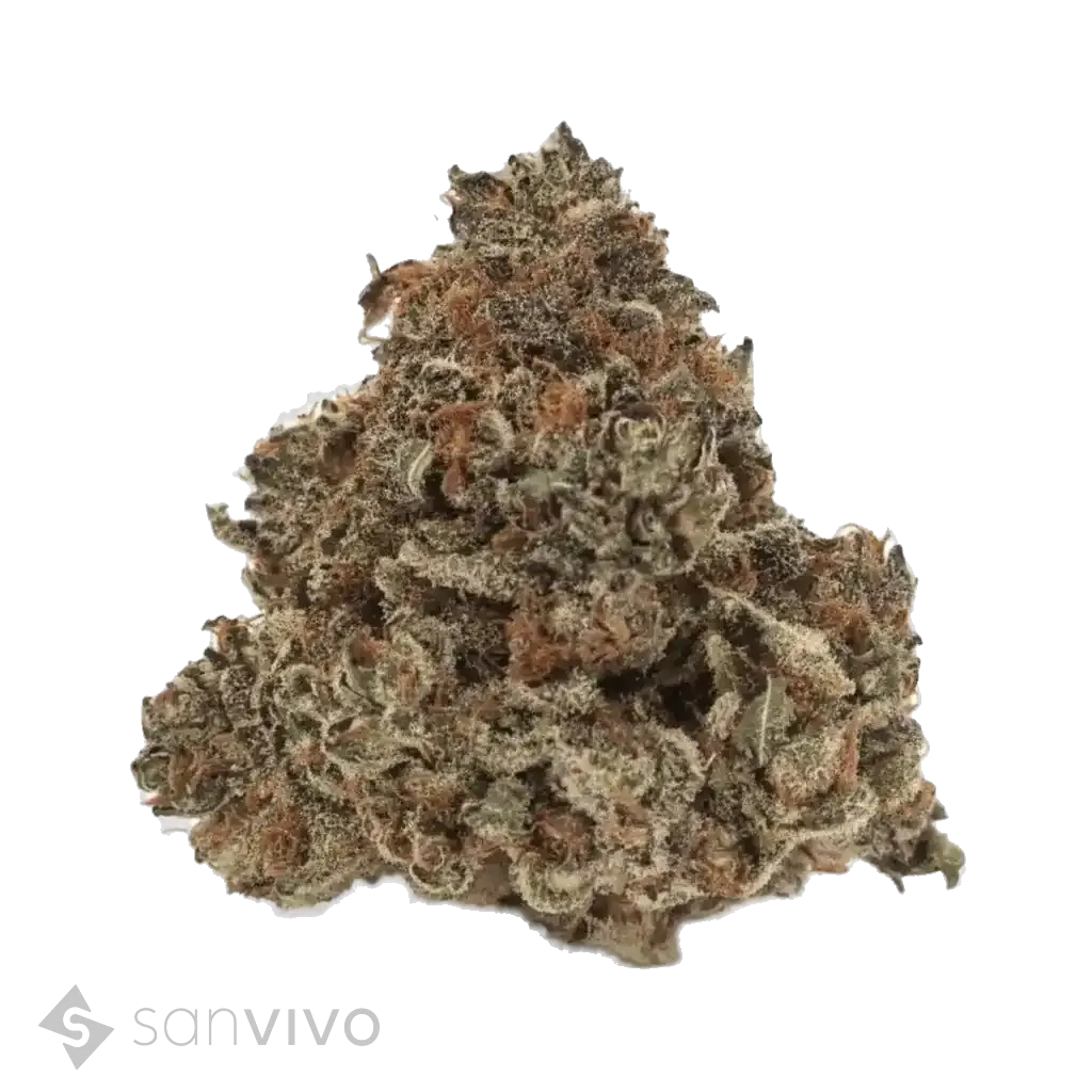 Nimbus EASY 20/1 Gelato 