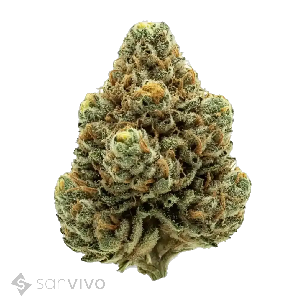 Jungl Cake strain