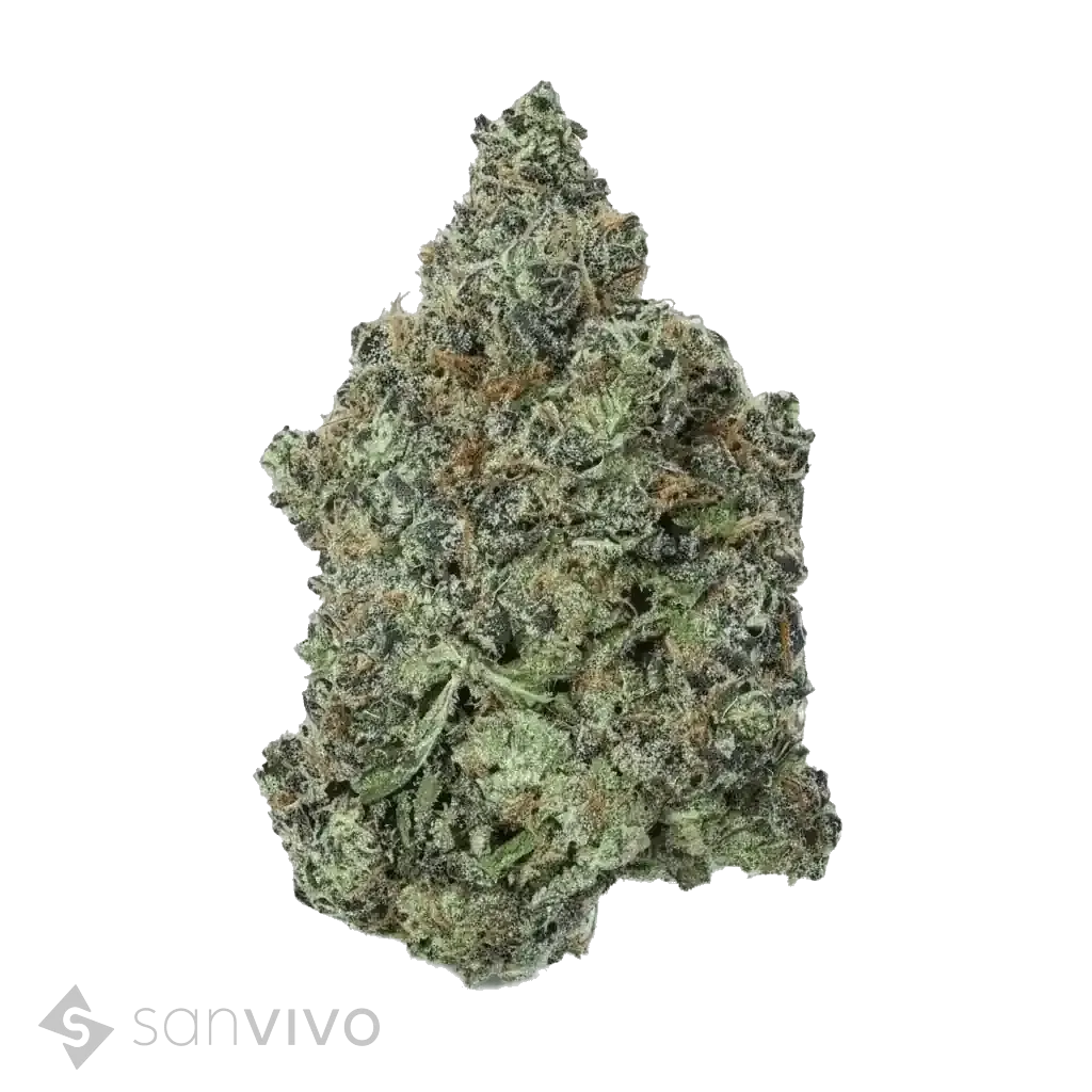 Chem de la Chem strain