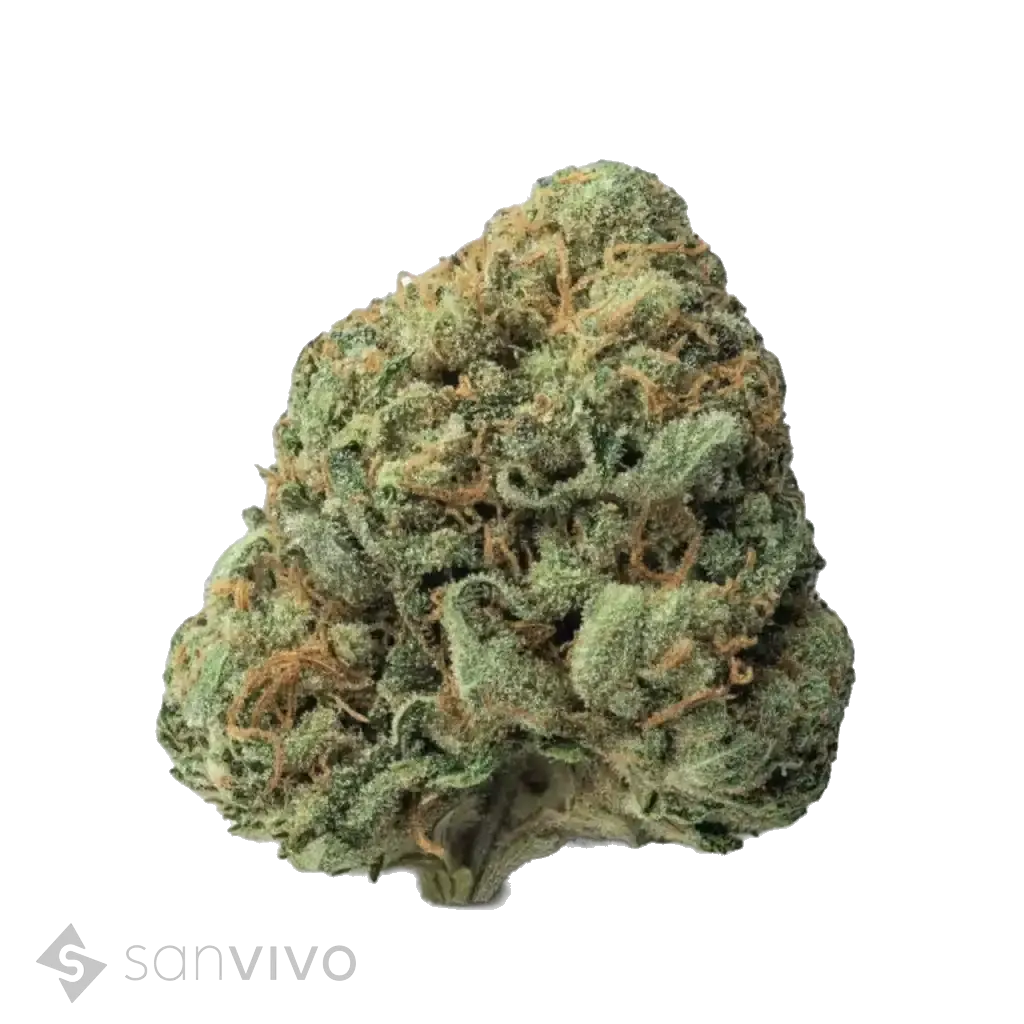 Medellin strain