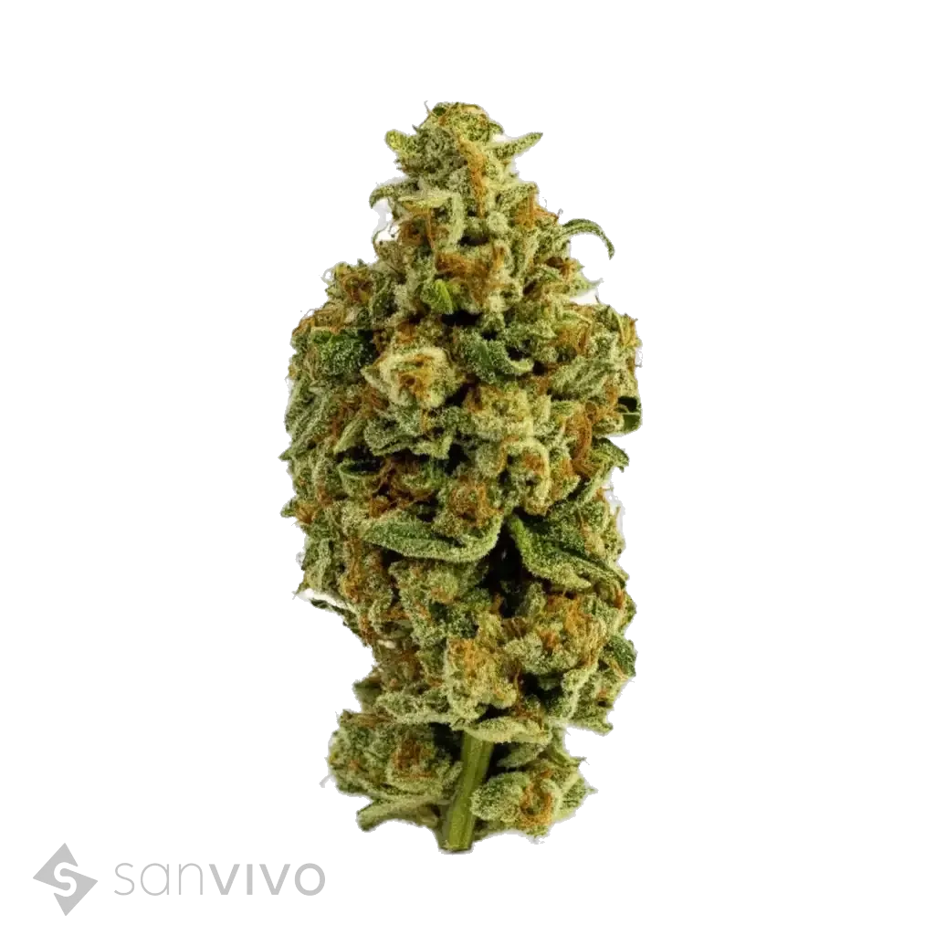 CM Sativa classic NM WT