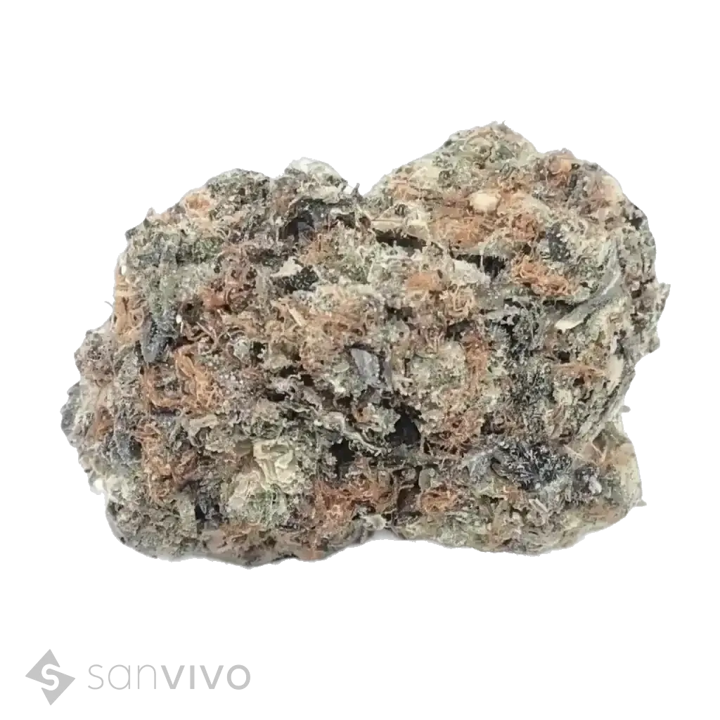 Cannabis 22/1 UY GG 