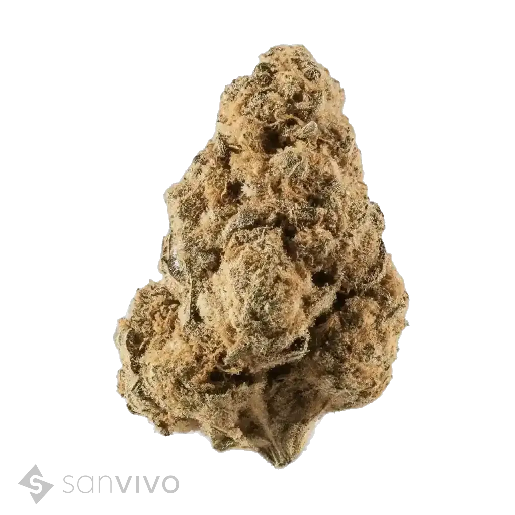 Royal Gorilla strain