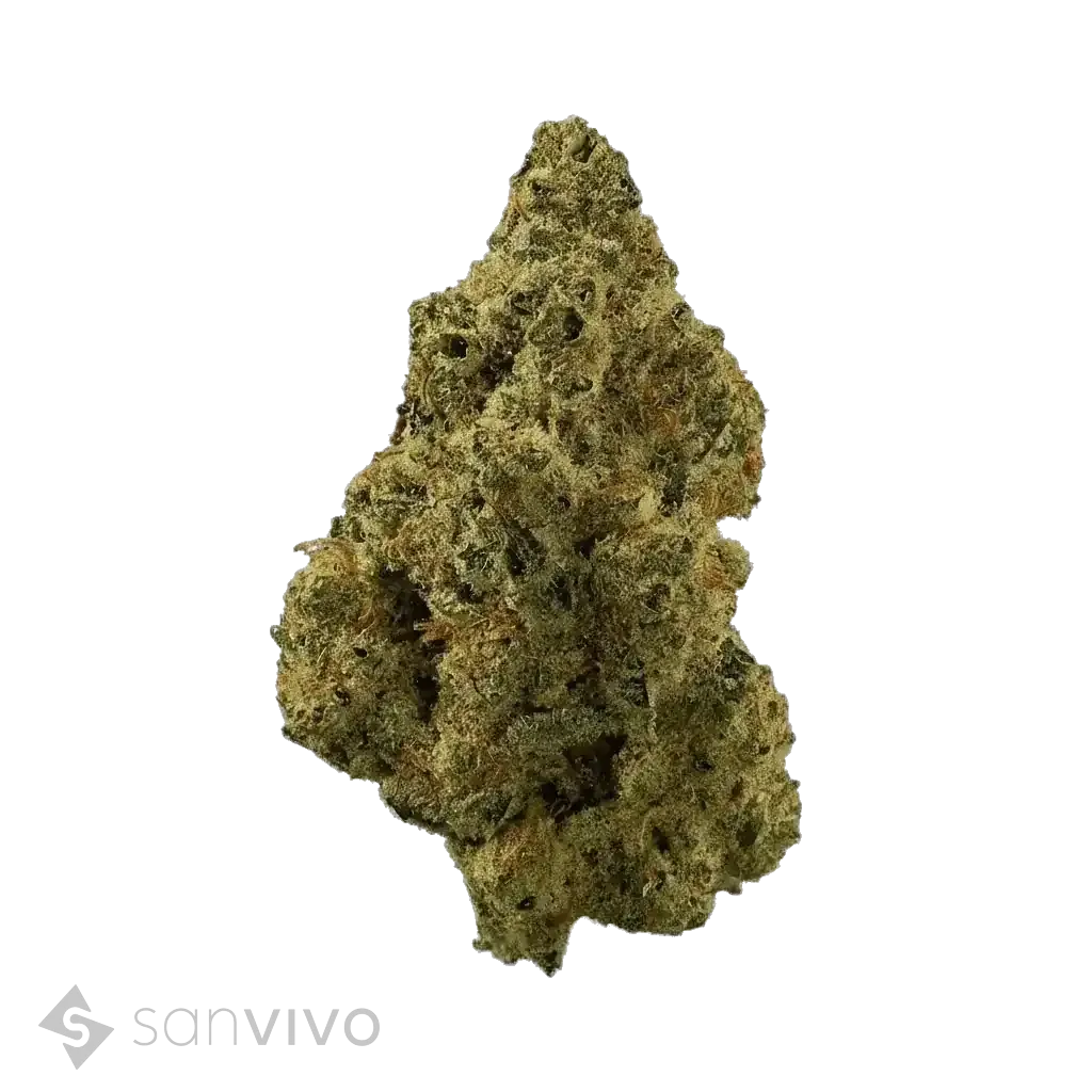 Madrecan 21/1 - GRD