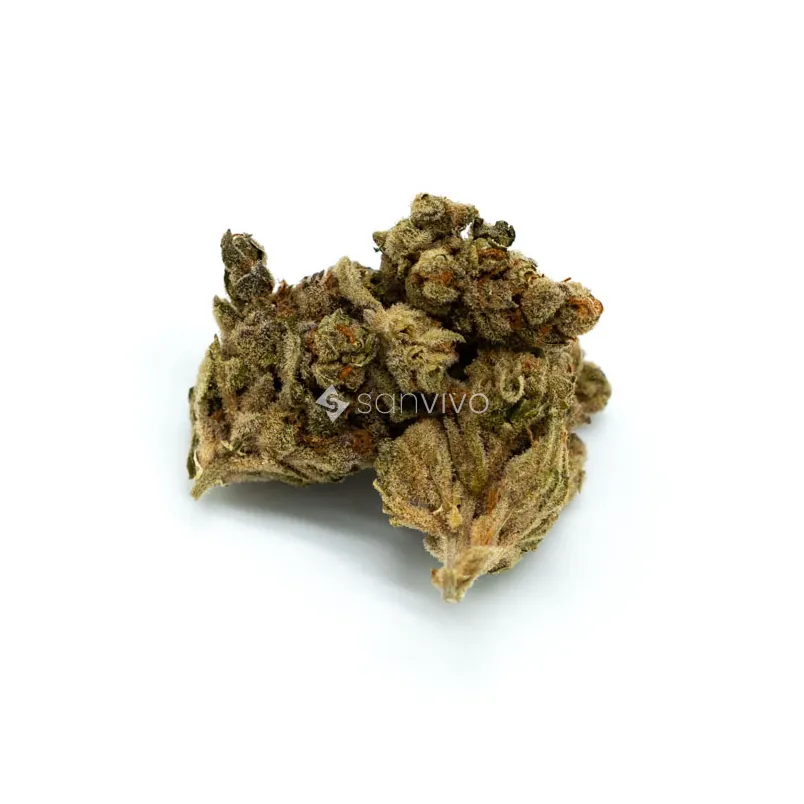 CM Indica Classic ZAF - BCP Black Cherry Punch 