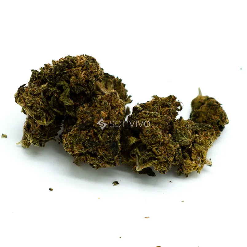 Cannabis 22/1 UY - BBBig Buddah