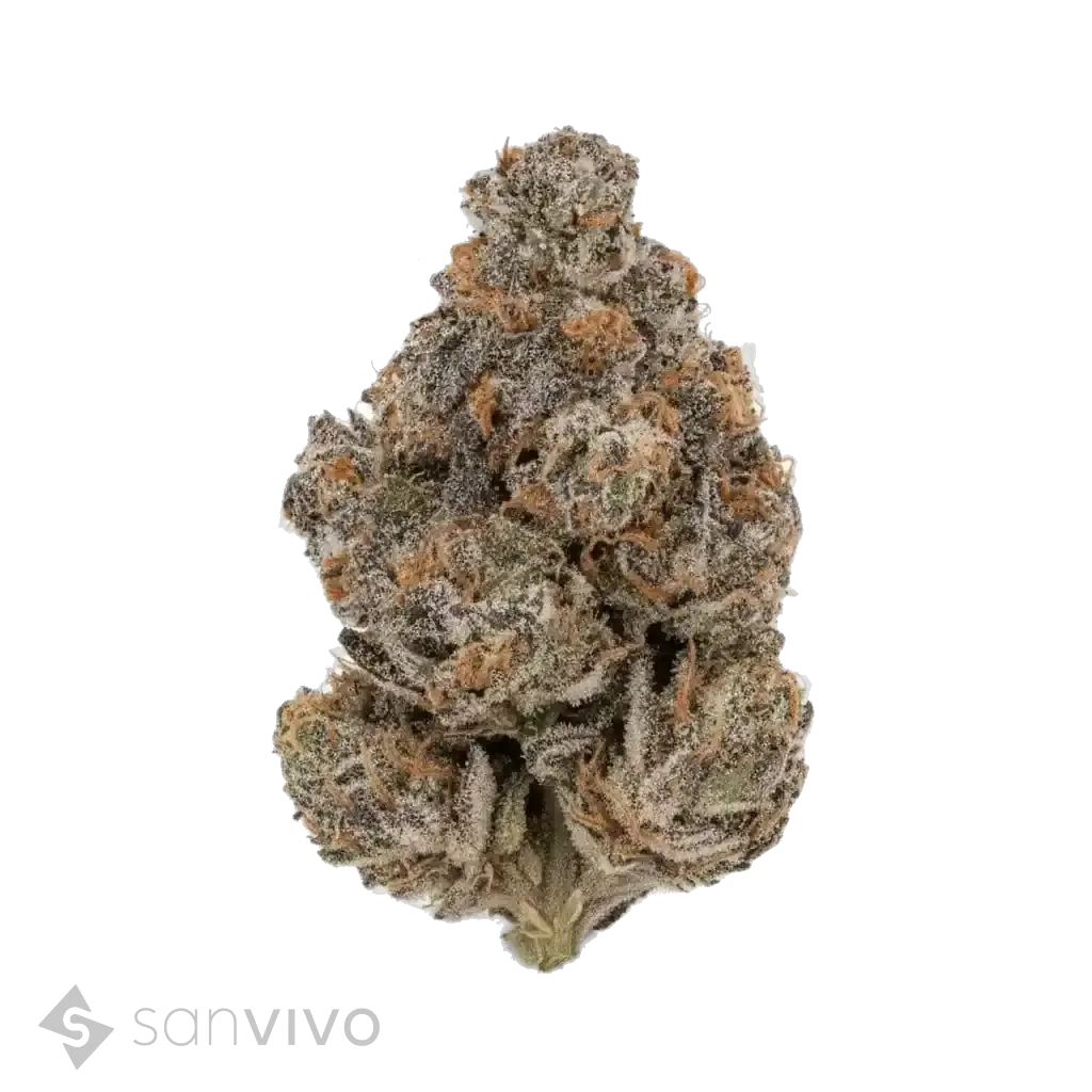 Godfather Biscotti strain