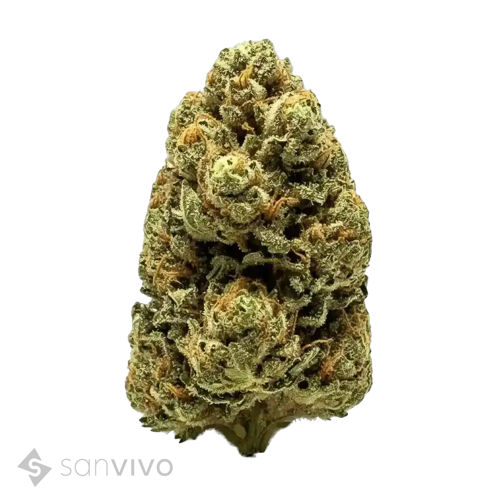 Motorbreath strain