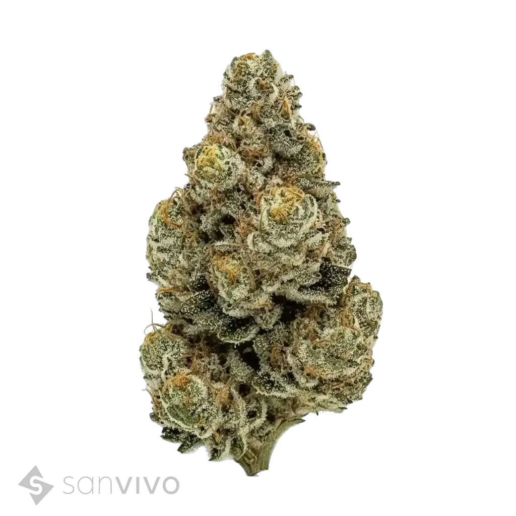 Cool Grapes strain