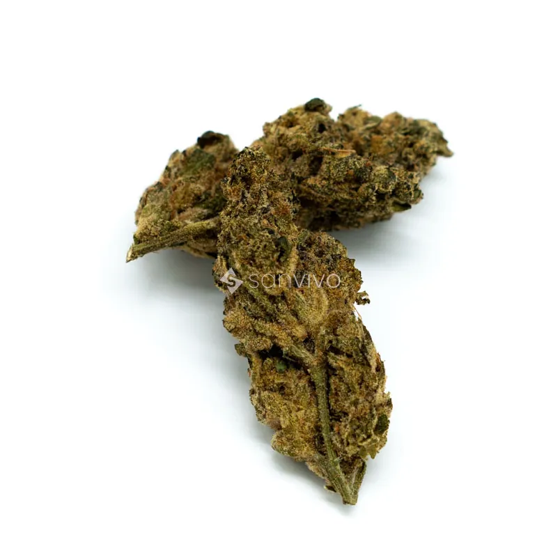 All Nations FG 25/1Frosted Gelato 