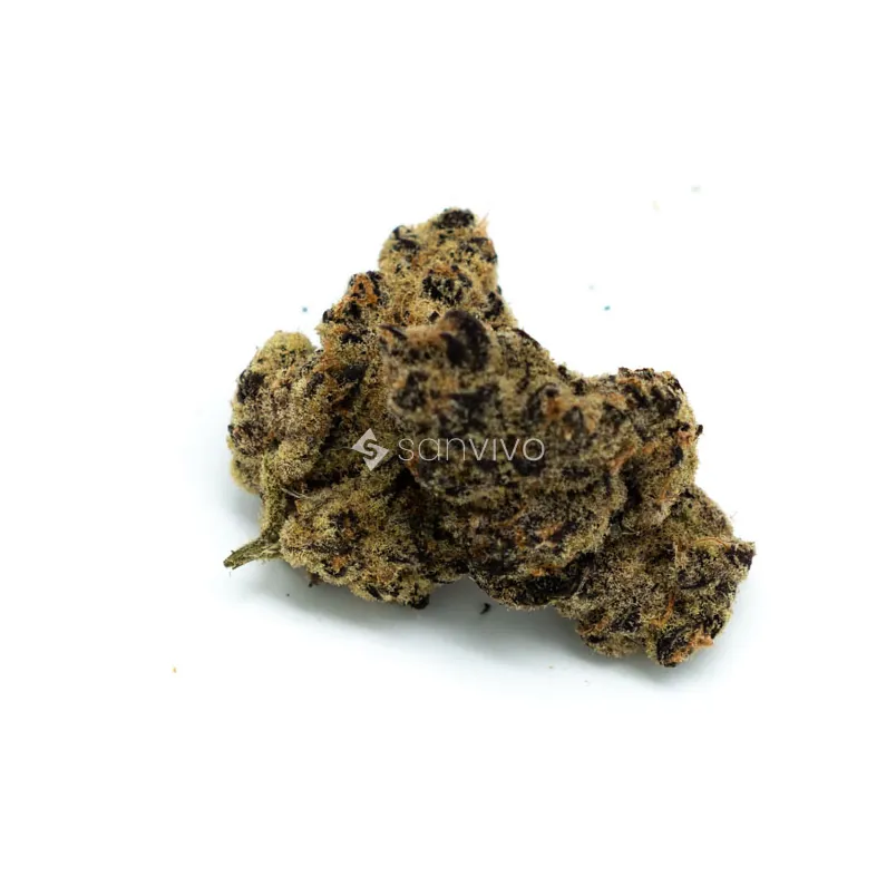 BLKMKT THC 22 MLKBLK MLK 
