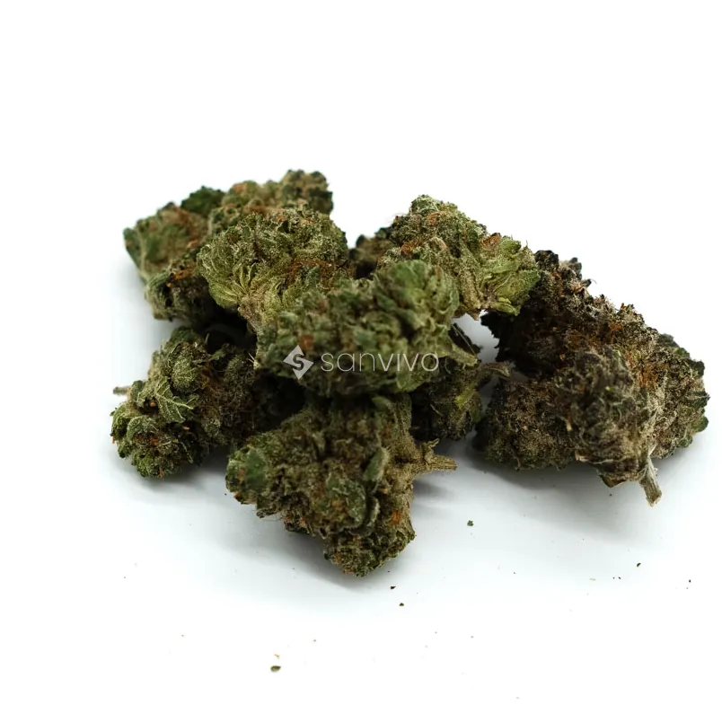 Pedanios 31/1 PND-CAPink Diesel 