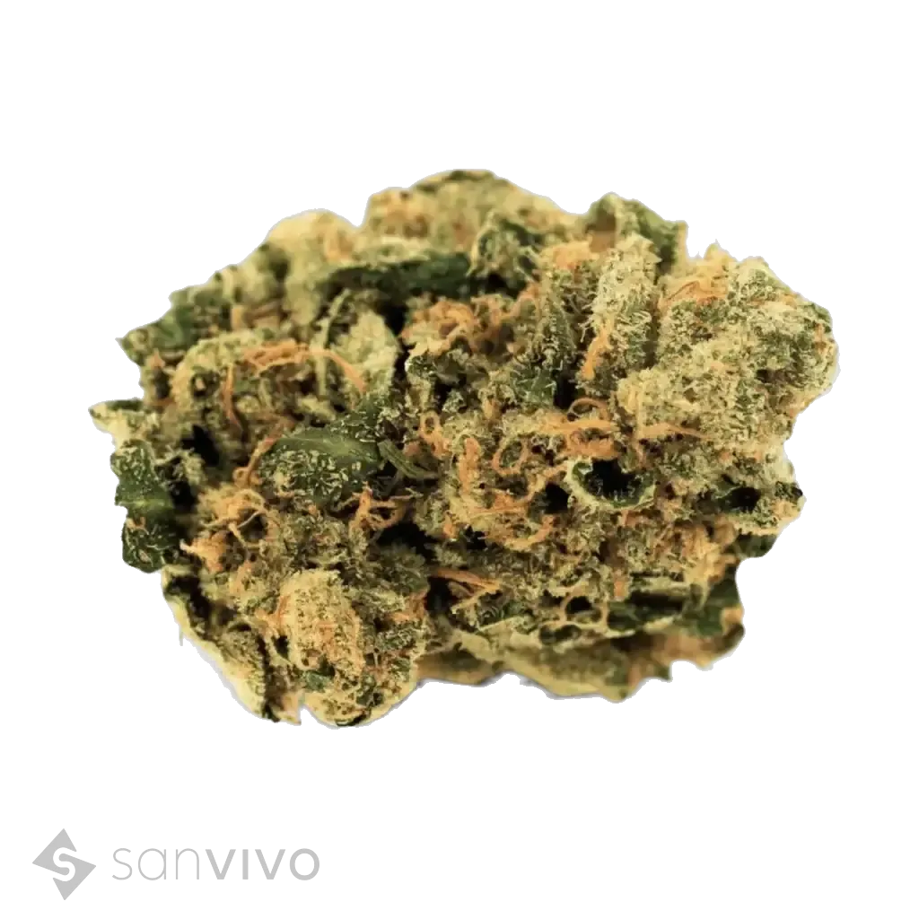 CM Indica classic DK - CKP
