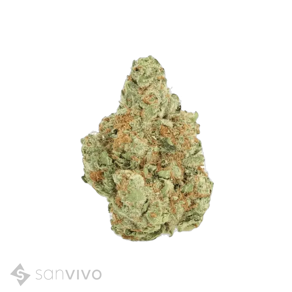 CM Sativa classic TC 