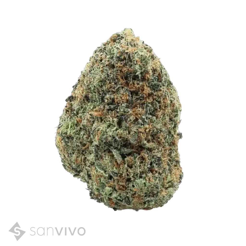 Forbidden Dream strain