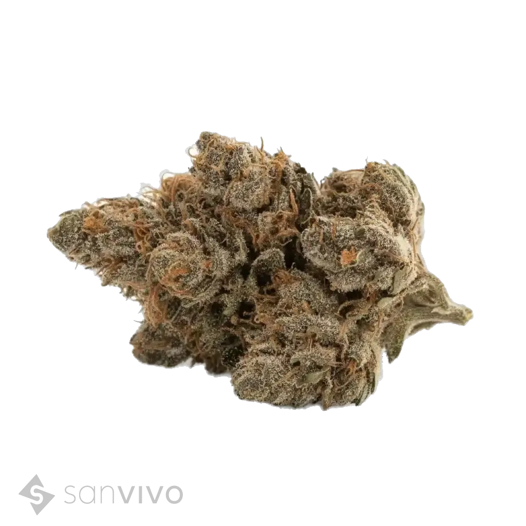 Banana Sorbet strain