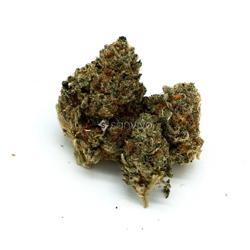 Nimbus EASY 22/1 Gelato Gelato 