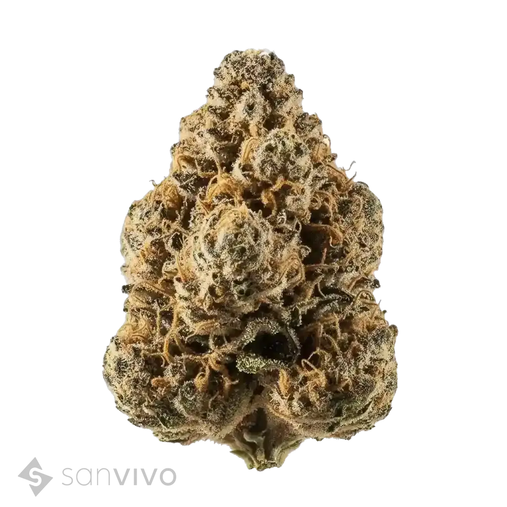 Do Si Dos strain