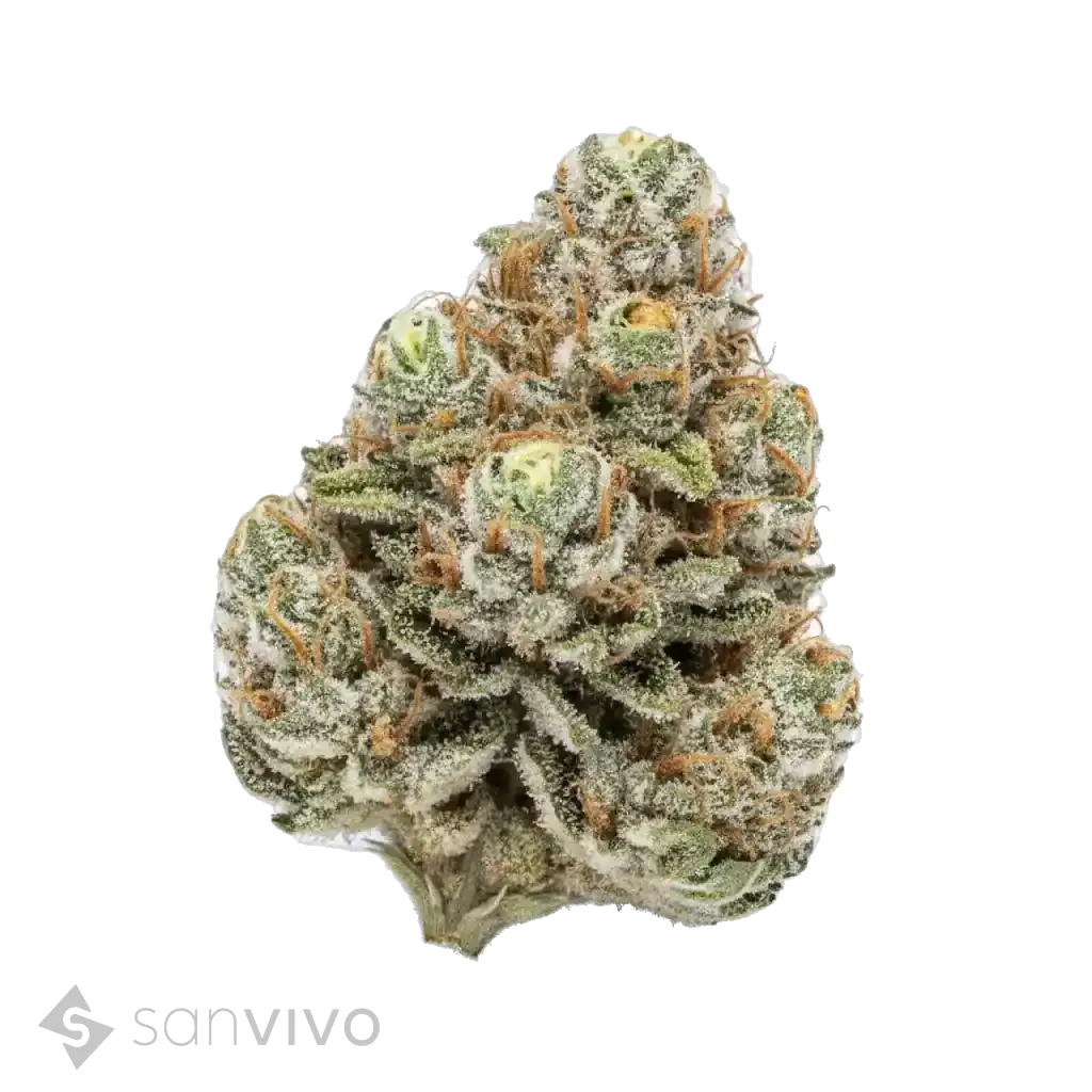 Khanya Select strain