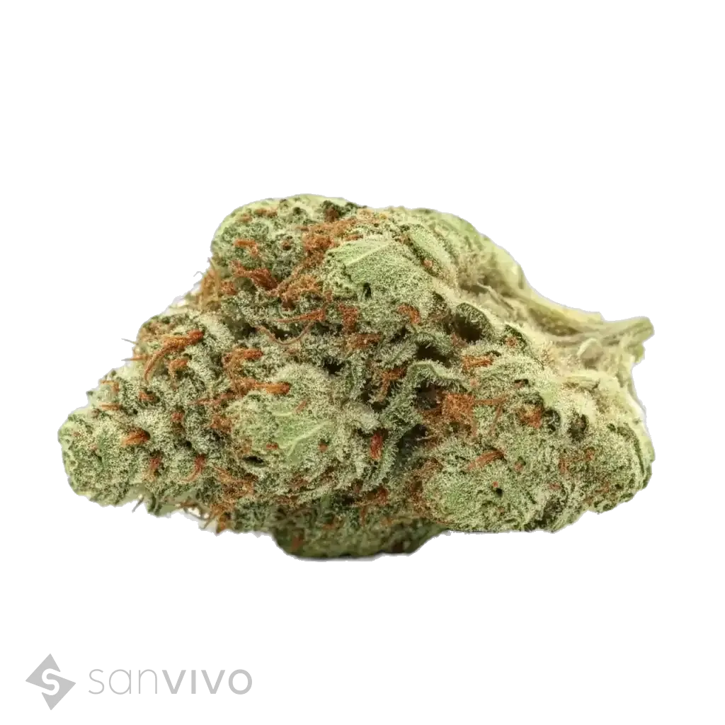 Black Cherry Pie S strain