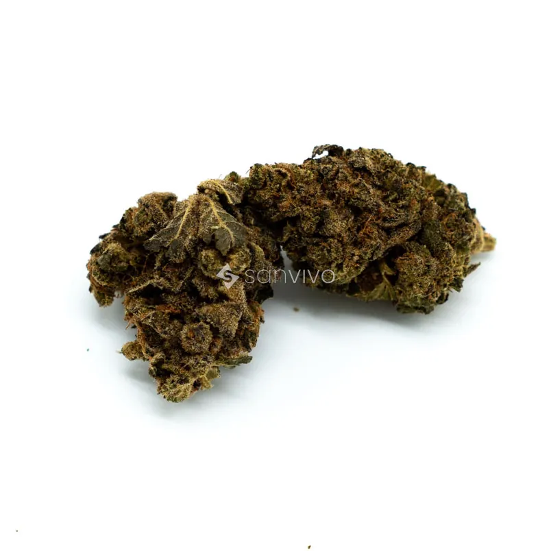 CM Indica Forte MA - CACarmelita 