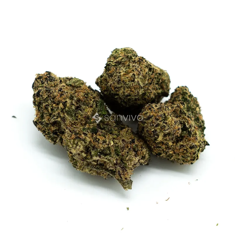 CM Sativa forte NM - WTWedding Tree
