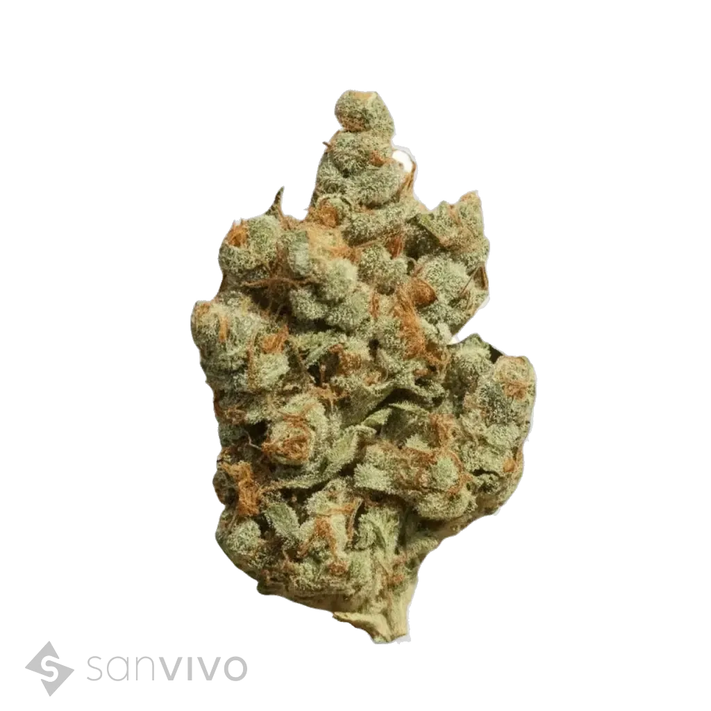 CM Sativa Classic AU 