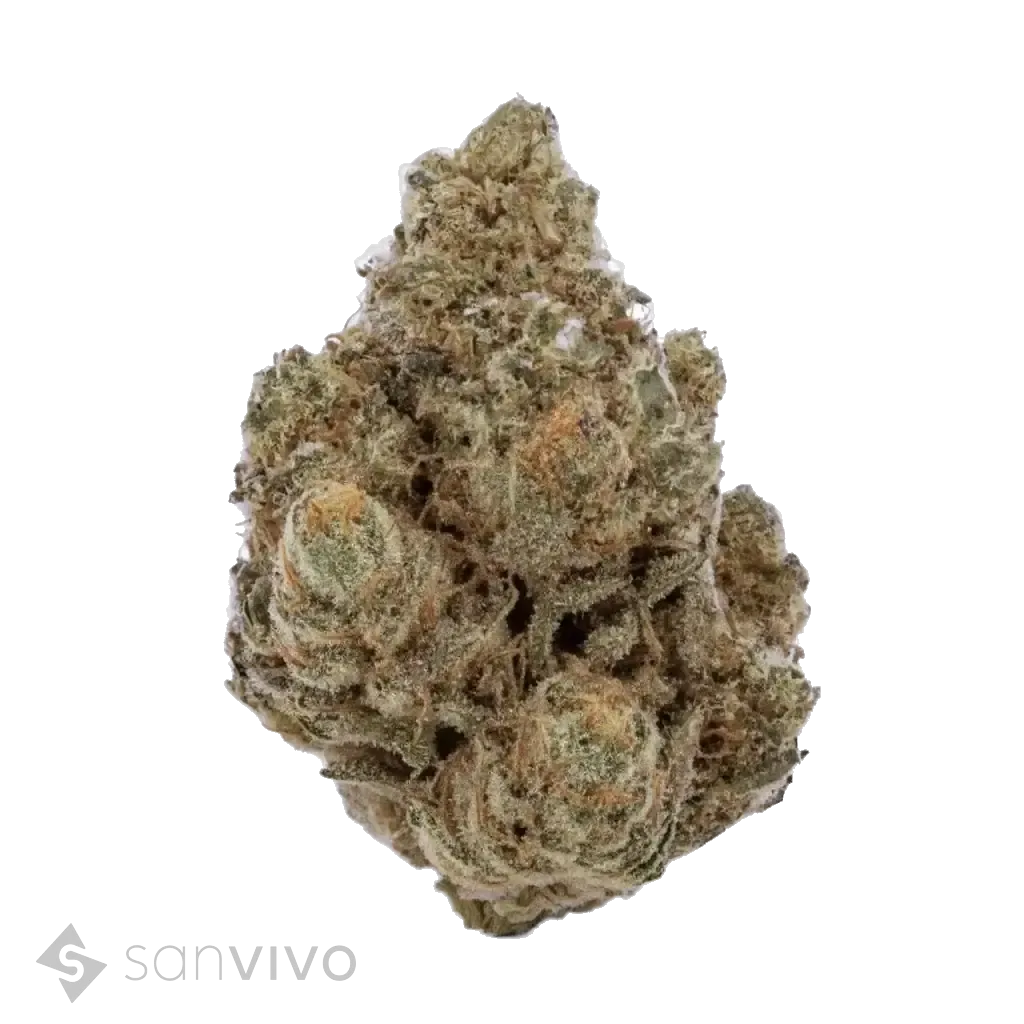 Amnesia Lemon strain