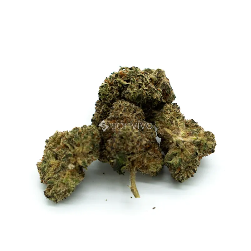 Pedanios 31/1 CMK-CAChemango Kush 