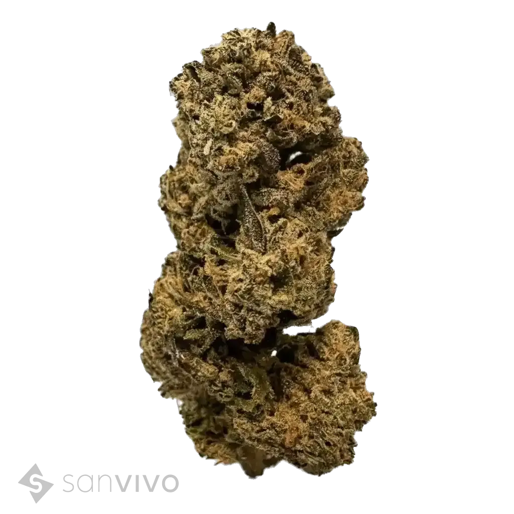 Purple Panther strain