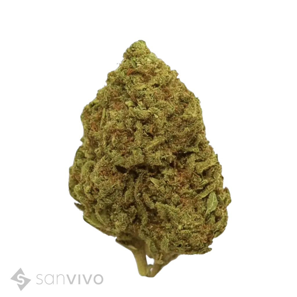 CM Indica light URY 