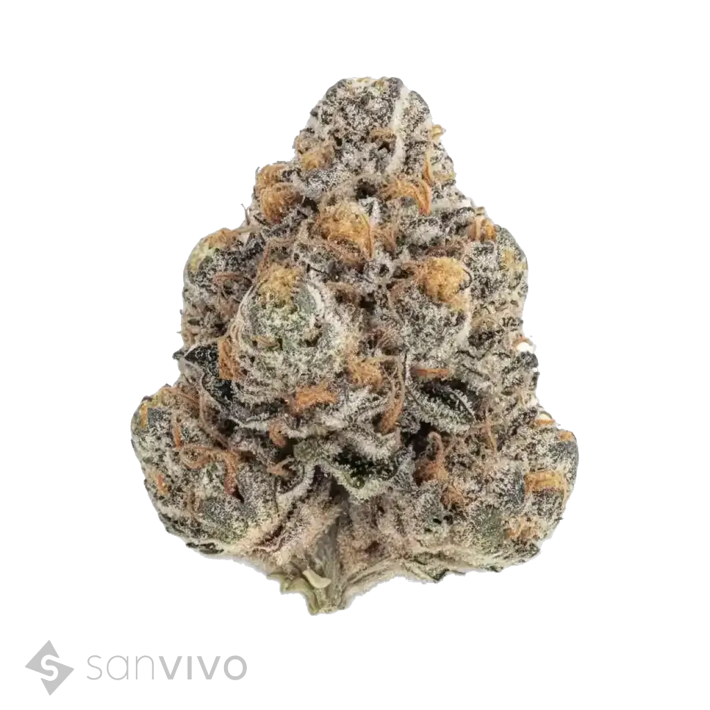 Jokerz strain