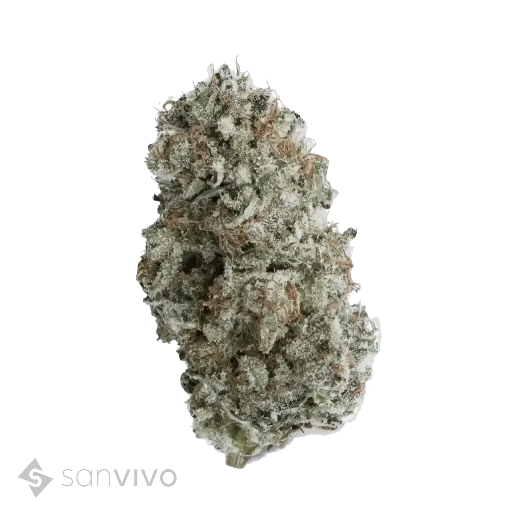 Afghani Drifter strain