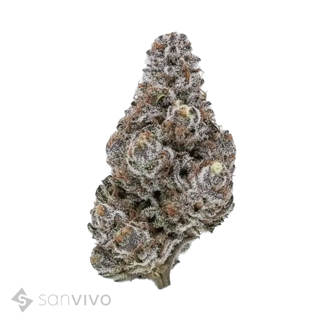 Cookies n Cream strain