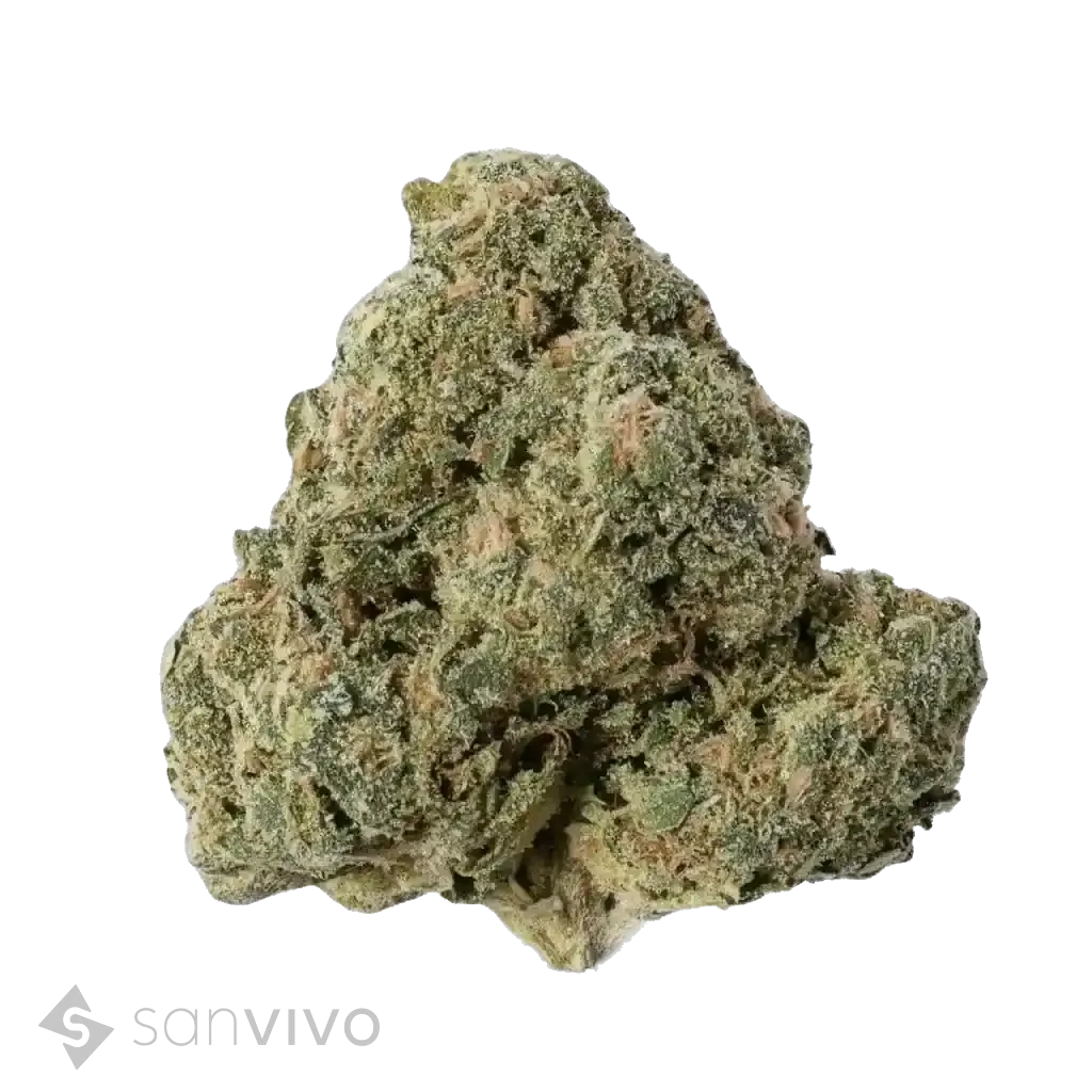 Set Fire strain