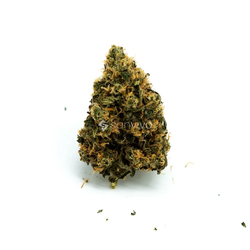 CM Hybrid forte NMGorilla Zkittlez