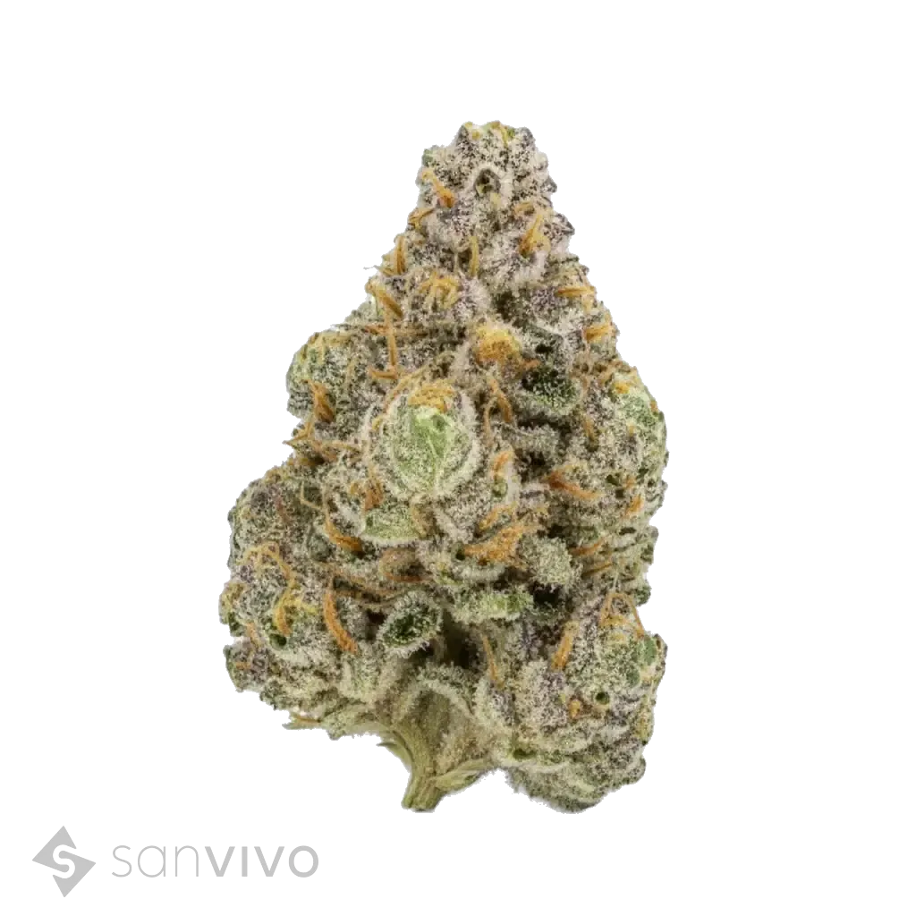 Paradiso strain